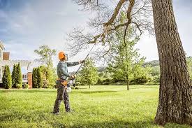 Best Palm Tree Trimming  in Orange Cove, CA